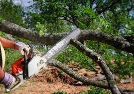 How Our Tree Care Process Works  in Jackson, CA